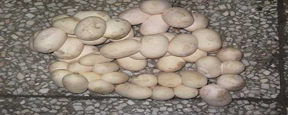 快评 第550页