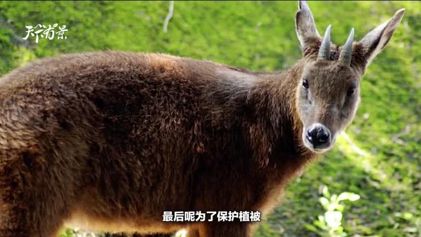 四不像必中一肖动物图123,精选资料解析大全