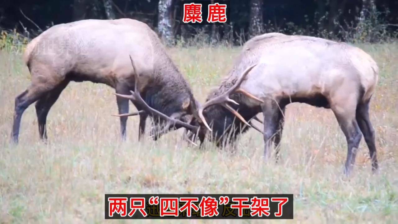 今天的四不像图肖图,精选资料解析大全